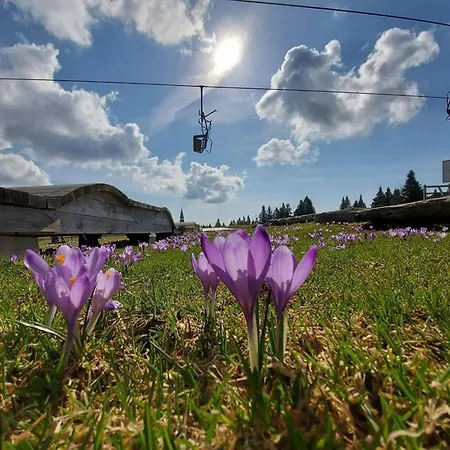 Rogla - Mojca Pokrajculja Zreče