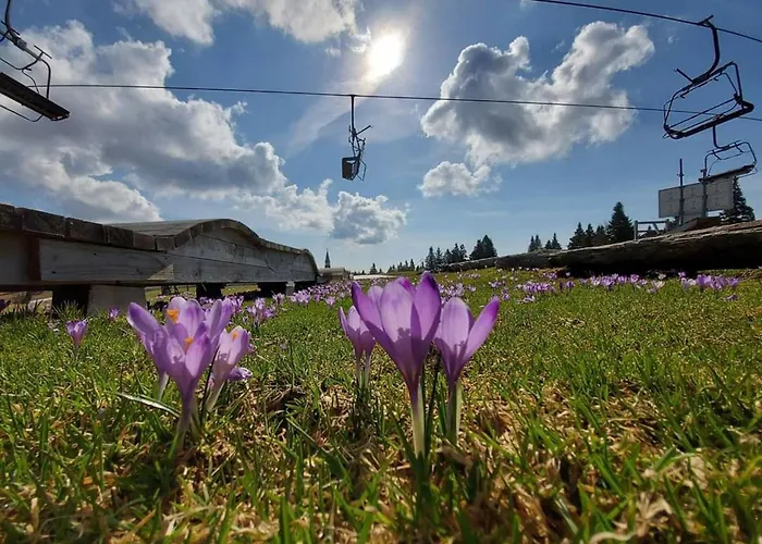 Rogla - Mojca Pokrajculja 茨热塞