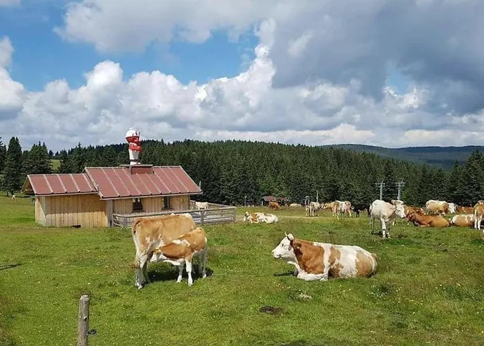 Rogla - Mojca Pokrajculja *